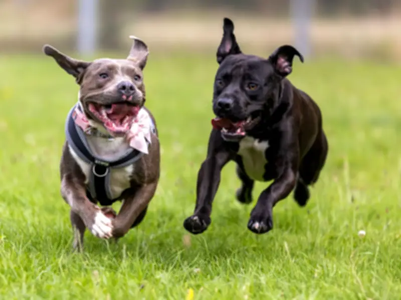 Biggest-ever Staffordshire Bull Terrier dog walk announced for July 18 at Weston Park