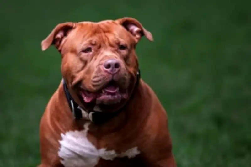 Birmingham Council Officers Still at Risk from Abandoned XL Bullies Despite Ban