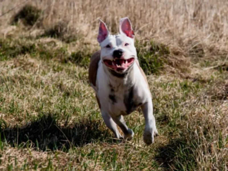 Birmingham Dog Owners Warned Not to Use Damp Towels During Heatwave Alert