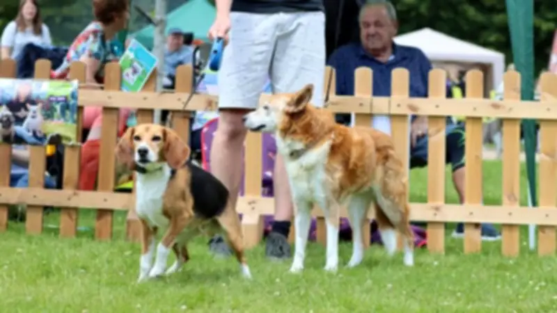 Birmingham Dogs Home Family Fun Day Moves to Rescue Centre