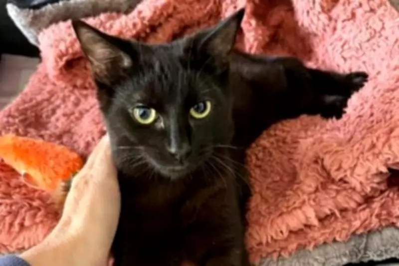 Cat with Broken Pelvis Found on West Midlands Road Seeks New Home