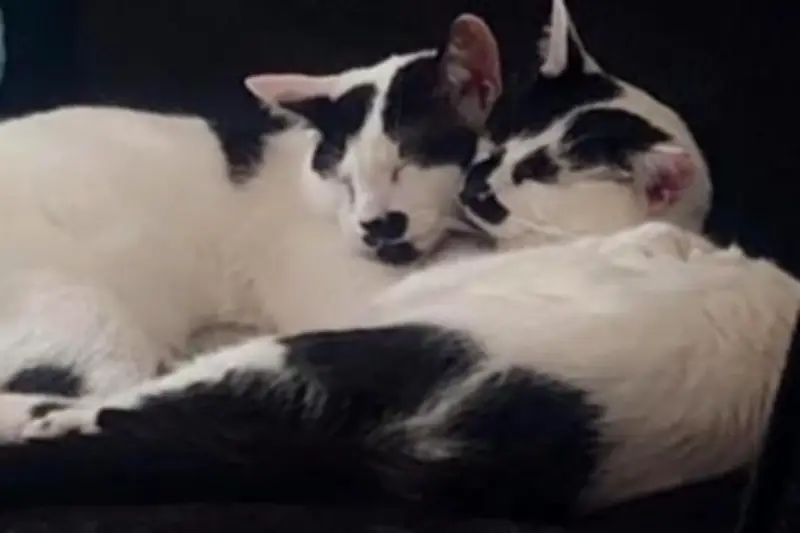 Desperate plea to find home for bonded pair of cats in West Midlands