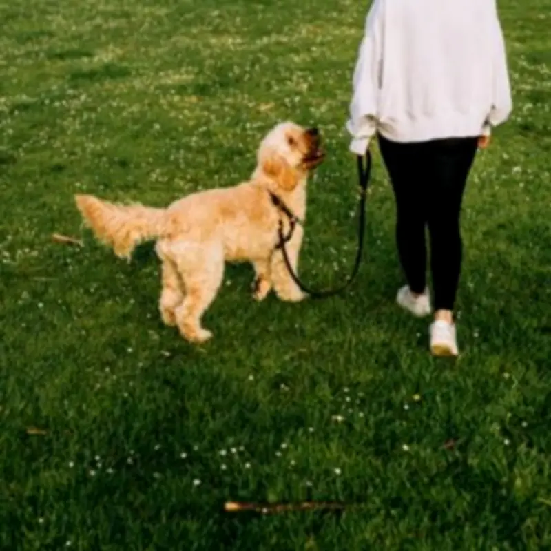 Dog Walking Rule Change September 30: UK Owners Spared £1,000 Fine