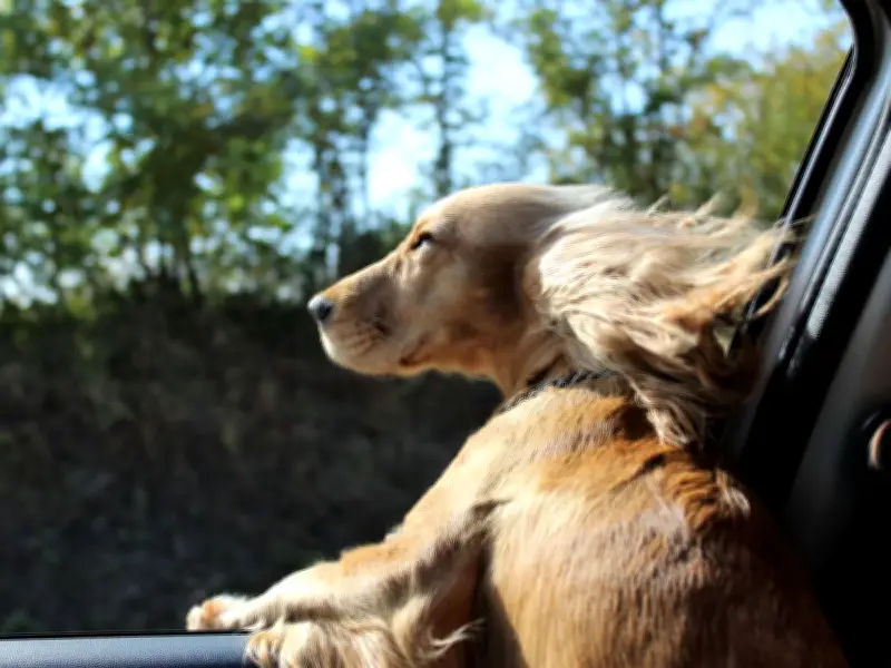 Drivers Face £5,000 Fines for Letting Dogs Lean Out Car Windows
