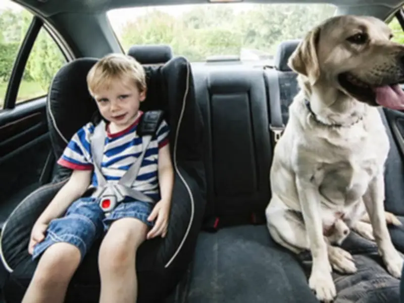 Drivers Risk £5,000 Fines for Unrestrained Dogs in Cars