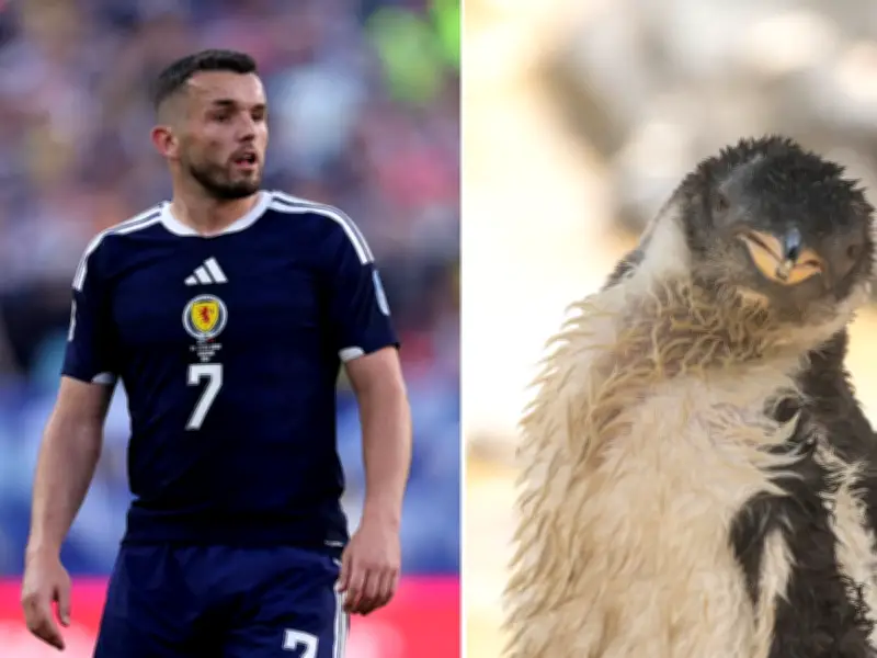 Edinburgh Zoo Names Penguin Chick After Aston Villa Captain John McGinn