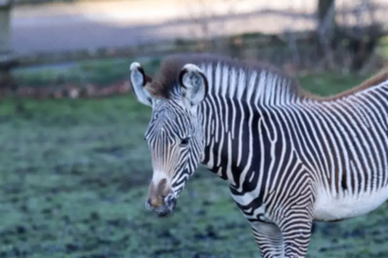 Endangered Animal Leaves West Midlands Safari Park for Breeding Programme