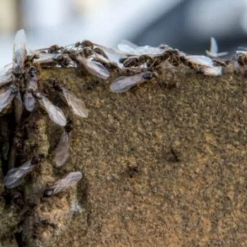Flying Ant Day 2026 Date Announced: Earlier and More Intense Expected