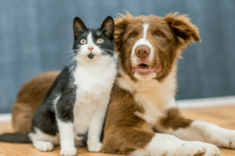 Furbo Camera Review: Keep Tabs on Dogs and Cats While Away