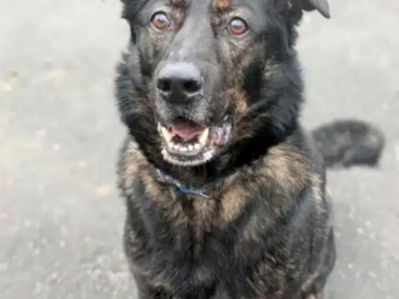 Heartbreaking Stories of 8 Dogs at Birmingham Dogs Home Needing Families