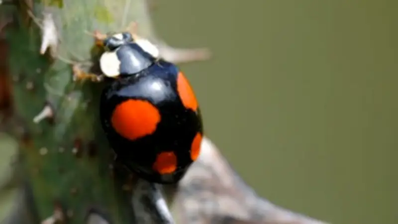 How to Attract Ladybirds to Your Garden for Natural Pest Control