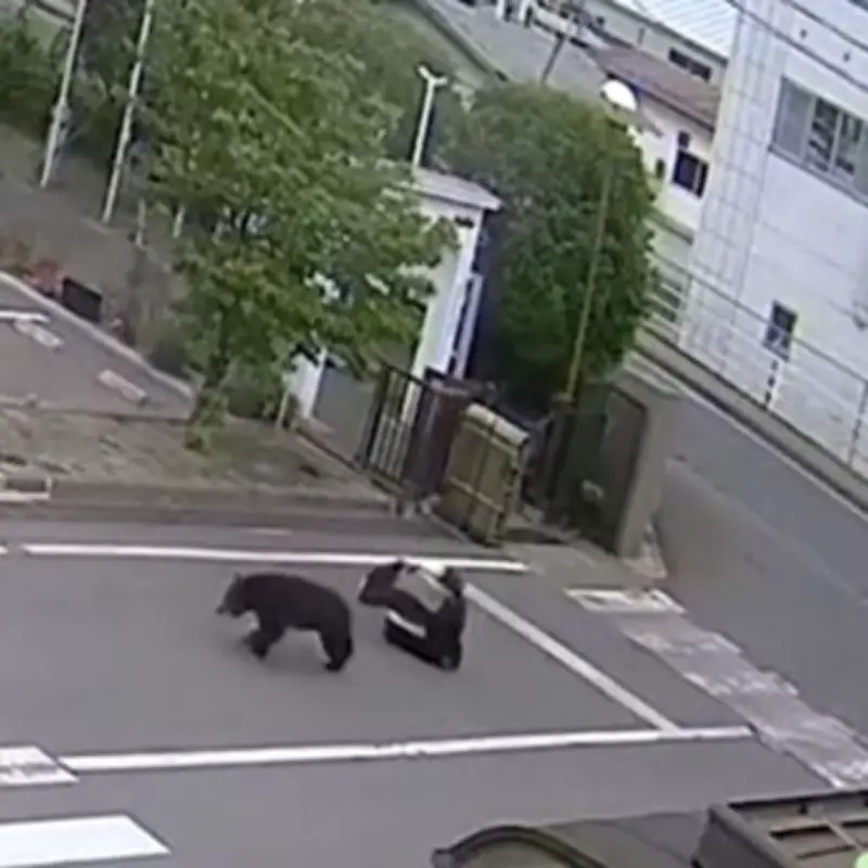 Intelligent Bear on the Loose in Japan Opens Windows and Attacks Four People