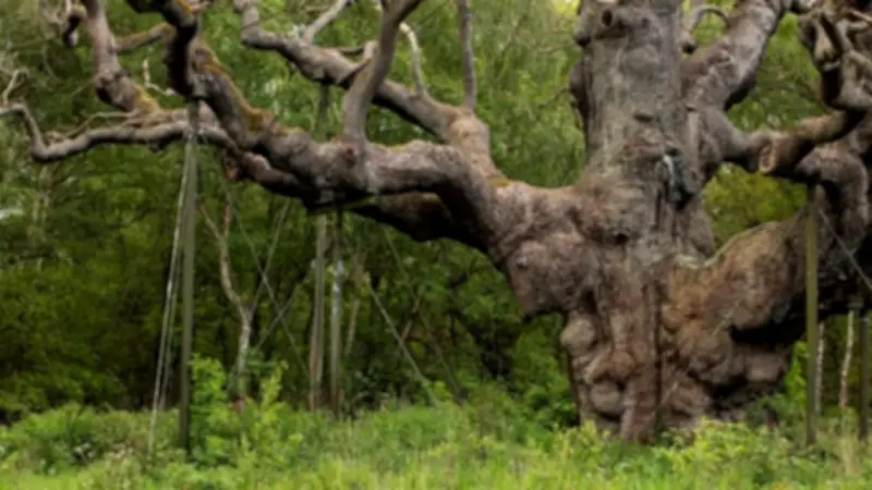 Major Oak, Sherwood Forest's Legendary Robin Hood Tree, Dies at 1,200