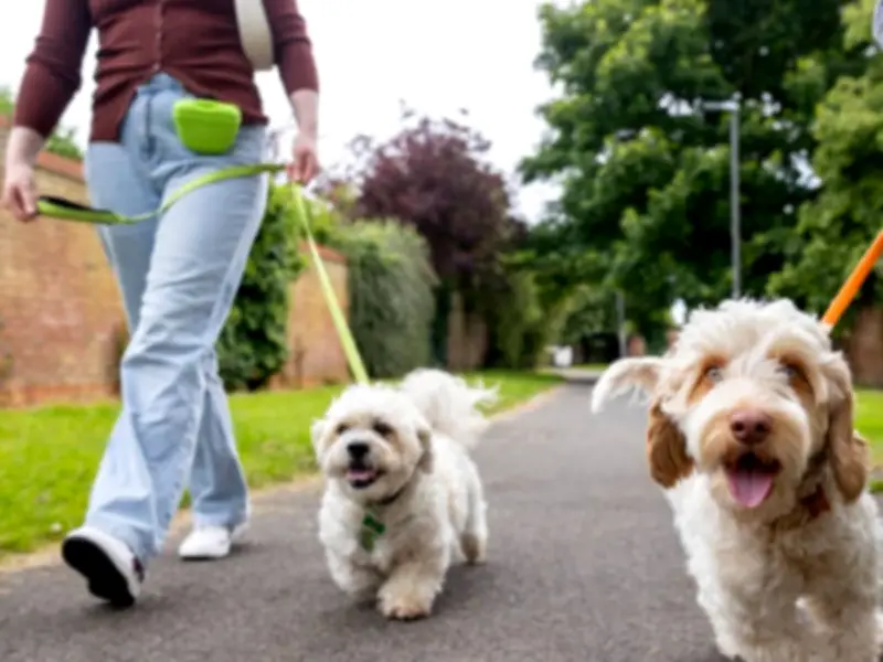 New Dog Walking Rule in England: £500 Fine from June 29