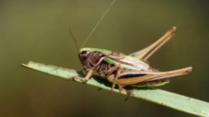 New project aims to save rare bog bush cricket by breeding them in homes