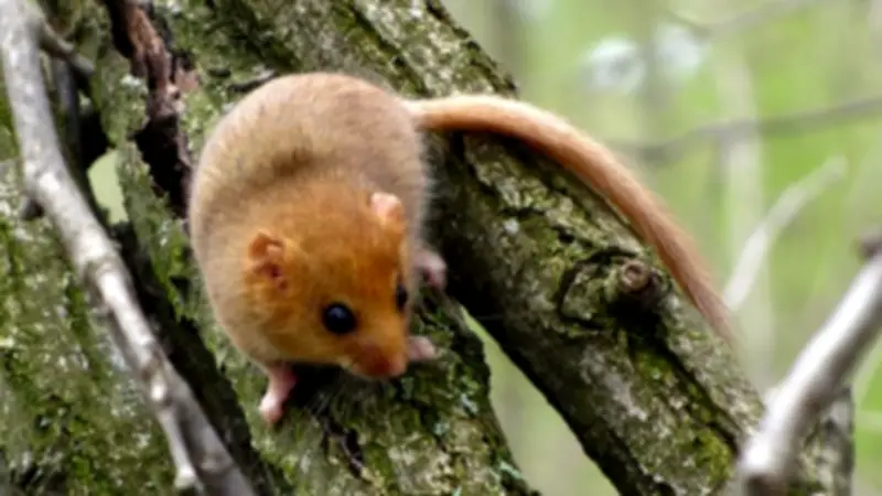 Over 40 Rare Hazel Dormice Reintroduced to Leicestershire Woodland
