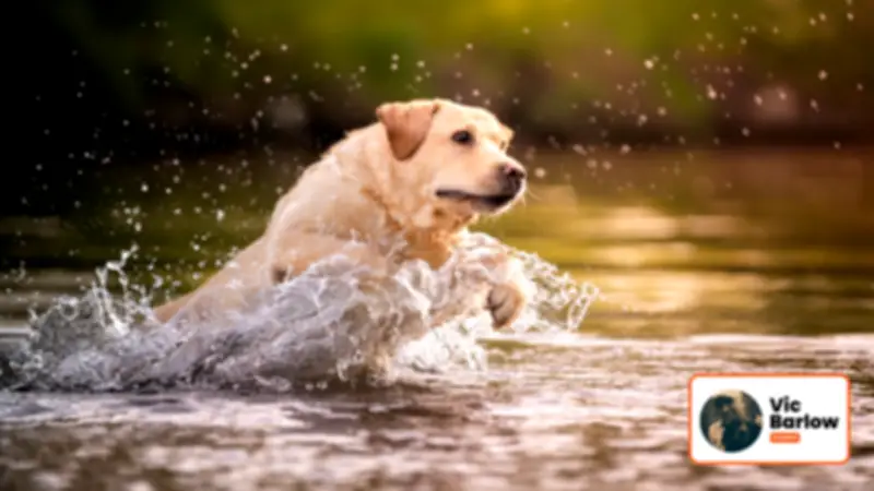 Overcome Your Dog's Fear of Swimming with These Expert Tips