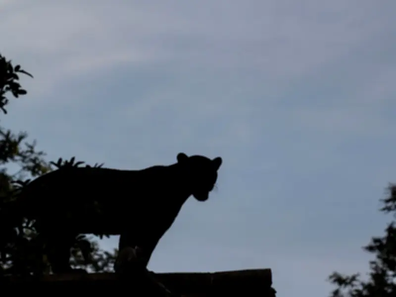 Police Address 'Big Cat of Binley' Sightings as Residents Dubbed Beast 'Catfoot'