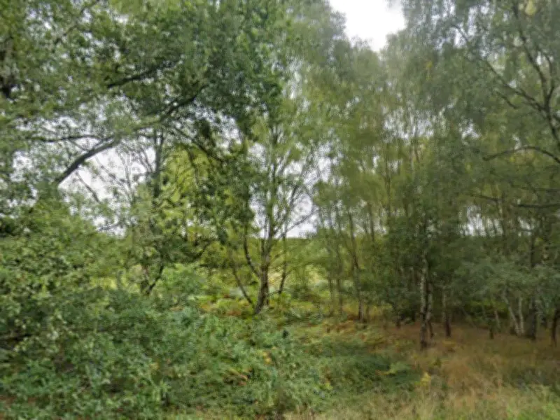 Police Hunt Knifeman Who Tried to Grab Woman in Cannock, Seek Dog Walker Witness