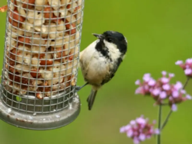 RSPB Advises UK Households to Remove Bird Feeders Until October