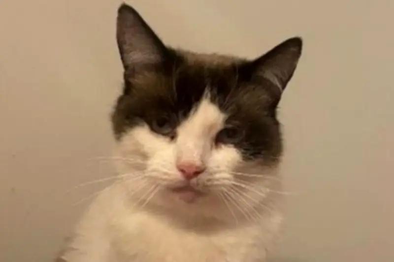 Search for Forever Home for Poorly Cat Surrendered from Hoarding Situation