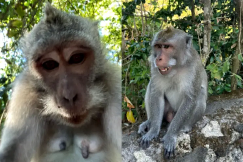 Shropshire Man Warns of Monkey Selfie Scam After Phone Theft