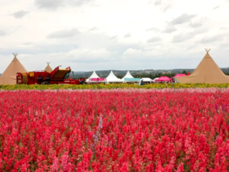 Shropshire Petal Fields Near Birmingham Open for Just 11 Days This Summer
