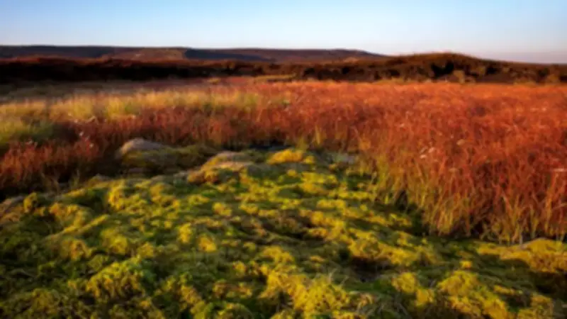Stunning Photos Show Peak District Moorlands Revived by Severn Trent Project