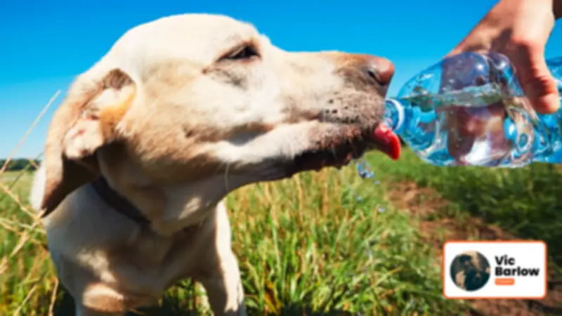 Summer Dog Care Tips: Keep Your Canine Cool and Safe