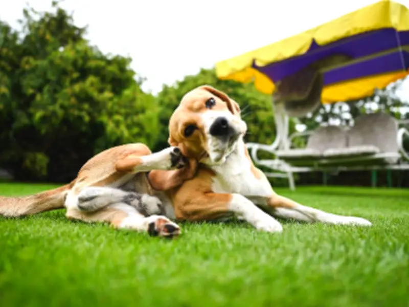 Summer Flea Boom Expected: Free Treatment Offer for Pet Owners