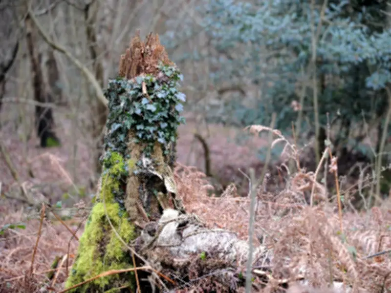 Suspected Big Cat Spotted in Binley Woods Reported to Coventry Police