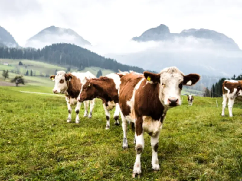 Thousands Delayed as Cows Block West Coast Main Line for Over Four Hours