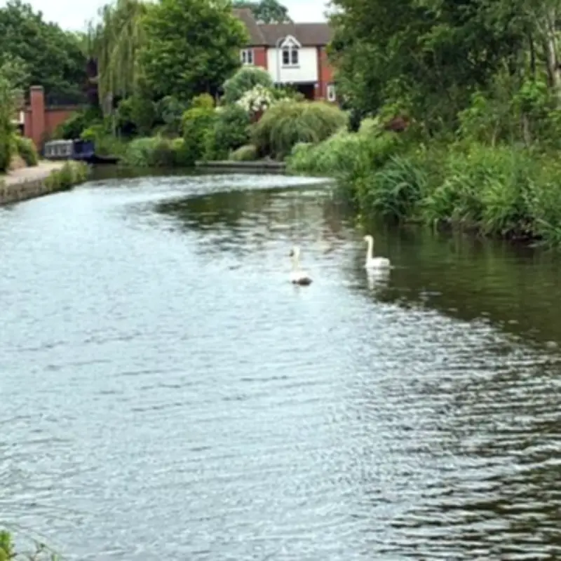 Three Birds Killed by Catapults on Kidderminster Canal