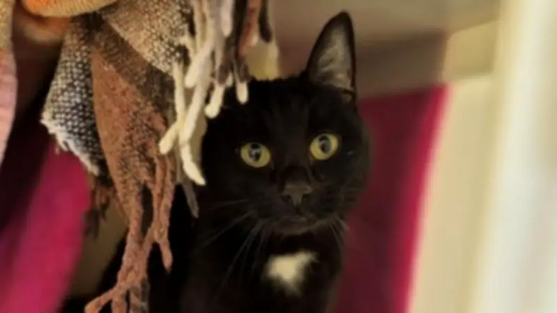 Three Loving Cats Await Forever Homes Amid RSPCA Capacity Crisis