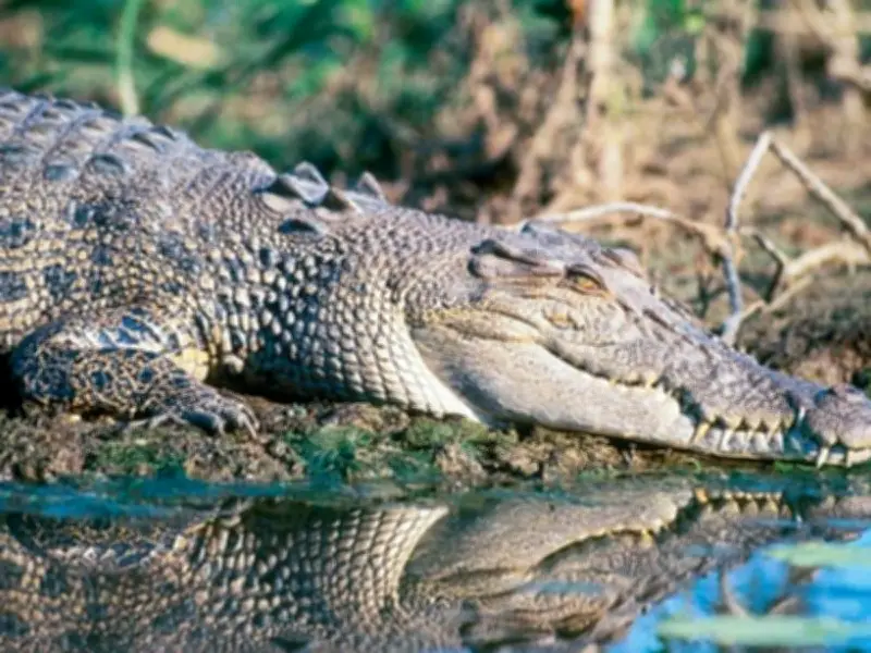 Three-Year-Old Boy in Critical Condition After Crocodile Enclosure Incident at UK Zoo