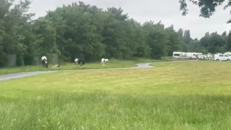 Travellers and Horses Set Up Camp in Kingstanding Park