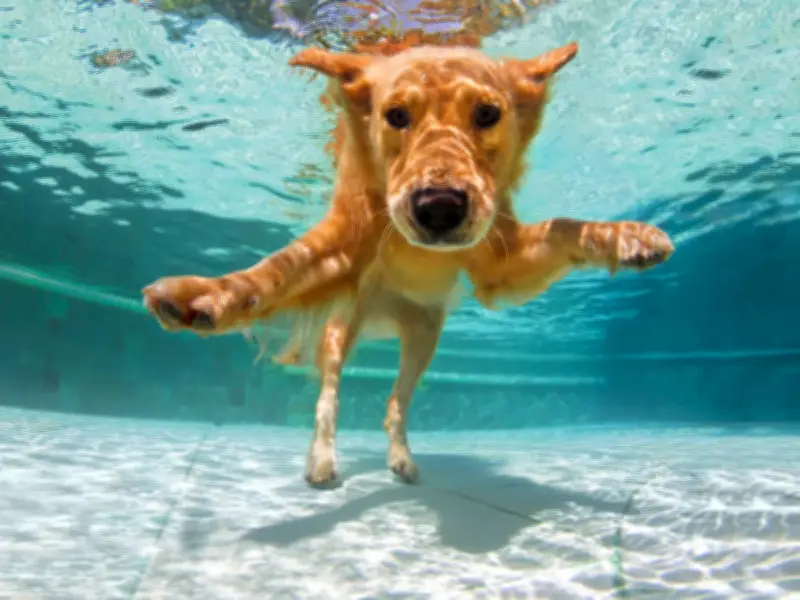 Vets Issue Urgent Warning for Dog Owners During 40C Heatwave