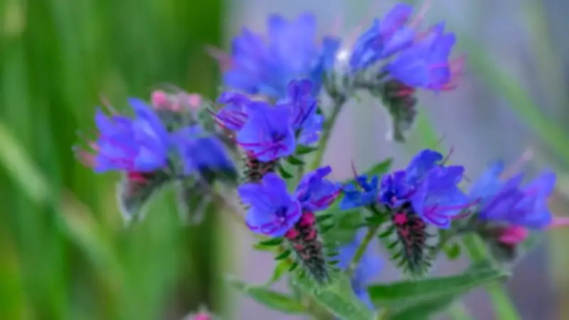 Viper's Bugloss and Other Biennial Plants to Attract Pollinators to Your Garden