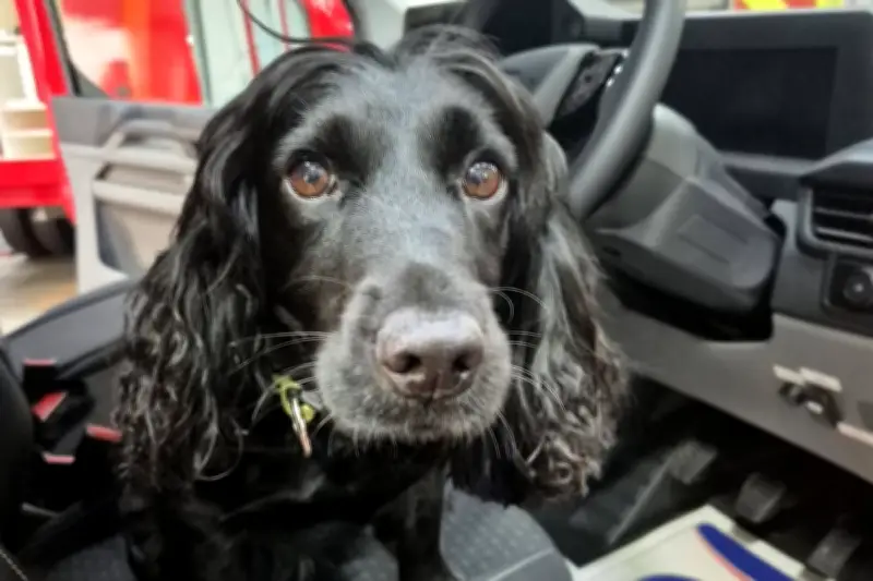West Midlands Fire Dog Sniffs Out Arson on Special Birthday