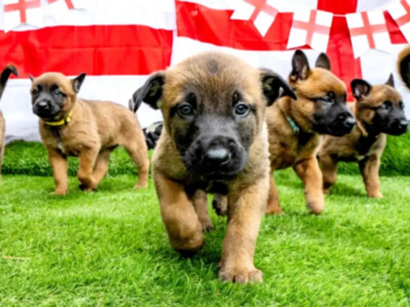 West Midlands Police Names Puppies After England World Cup Stars