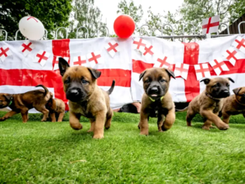 West Midlands Police Welcomes Puppies Named After England Football Stars