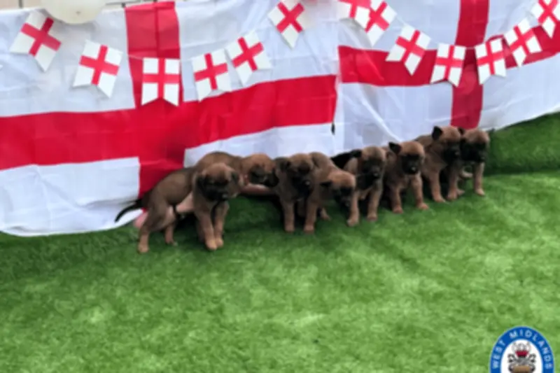 West Midlands Police's Four-Legged England Squad Members in Adorable Photos