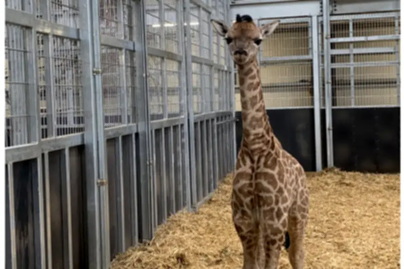 West Midlands Safari Park Bids Emotional Farewell to Beloved Giraffe