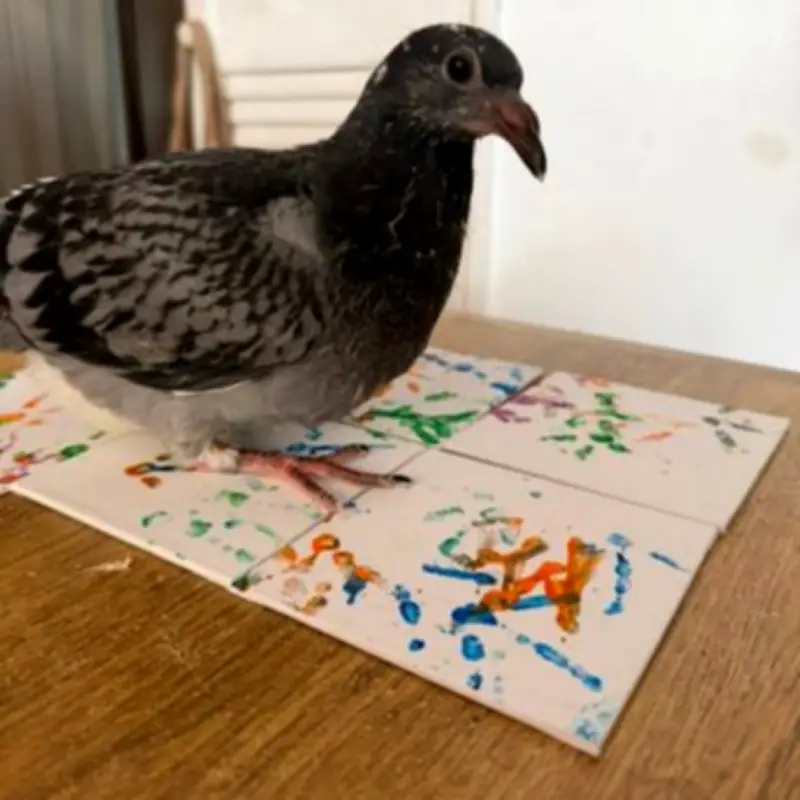 Woman Earns £1,200 Selling Pigeon Foot Paintings on Vinted