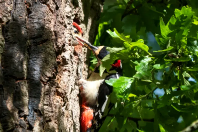 Woodpecker Mum Feeds Hungry Chicks in Shropshire Treetop Nest