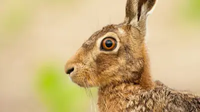 Bank of England Asks Public to Vote on Wildlife for New Banknotes