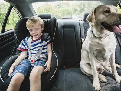 Drivers Risk £5,000 Fines for Unrestrained Dogs in Cars