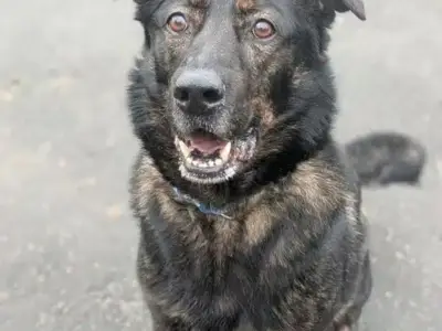 Heartbreaking Stories of 8 Dogs at Birmingham Dogs Home Needing Families