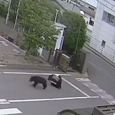 Intelligent Bear on the Loose in Japan Opens Windows and Attacks Four People