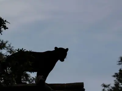Police Address 'Big Cat of Binley' Sightings as Residents Dubbed Beast 'Catfoot'